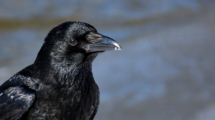 close up photography of black crow