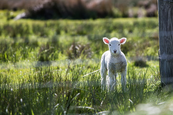 lamb standing on grass field
