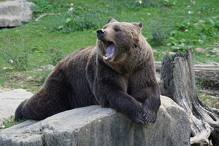 brown wild bear on top of gray rock photo