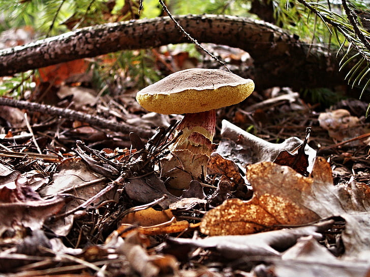 brown mushroom near dried leaves