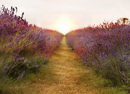 brown pathway between purple petaled flower during golden hour