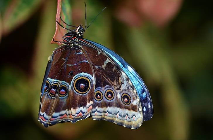blue and brown peacock butterfly close-up photography