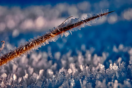 selective focus photography of tree branch covered with frost