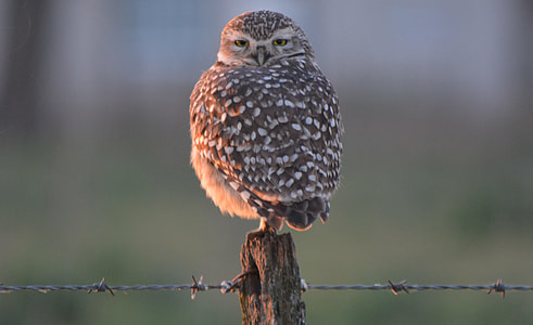selective focus photography of gray and white owl