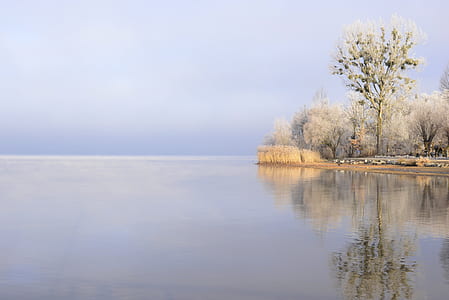 gray trees near the body of water