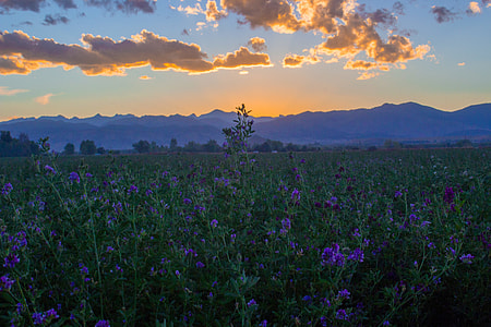 blue petaled flower fields with view of mountains
