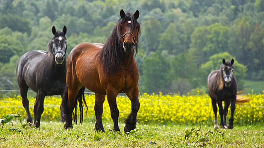 three brown and black horses
