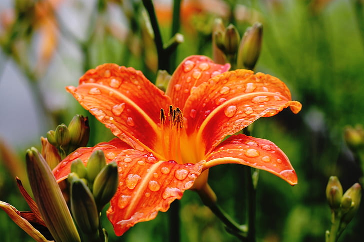 close-up photograph of orange daylily