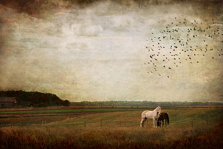 flock of silhouette of bird flying above white horse painting