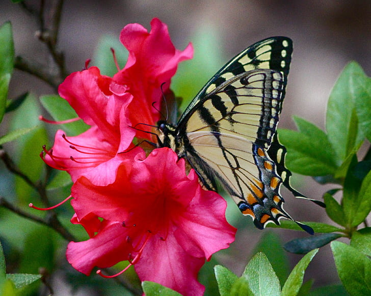 tiger swallowtail butterfly perched on pink flower