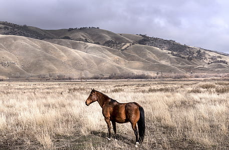 brown horse standing on gray grass under white clouds at daytime
