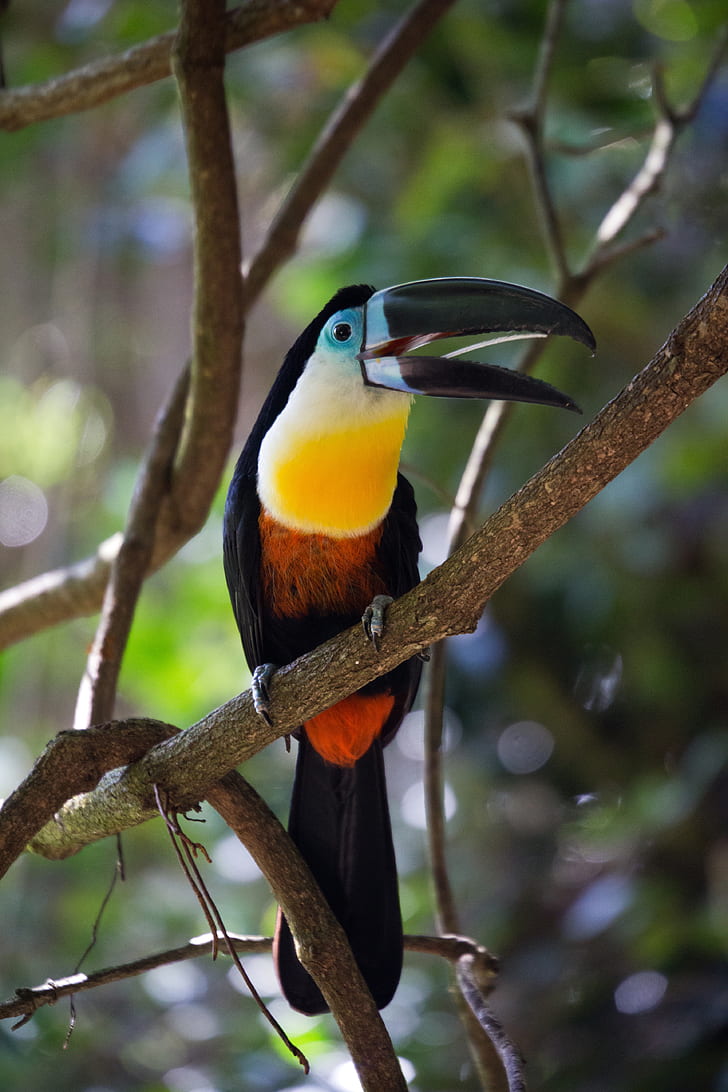 wildlife photography of black and yellow toucan