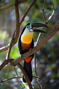 wildlife photography of black and yellow toucan