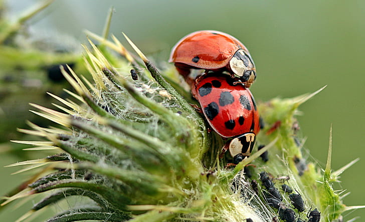closeup photo of two ladybirds