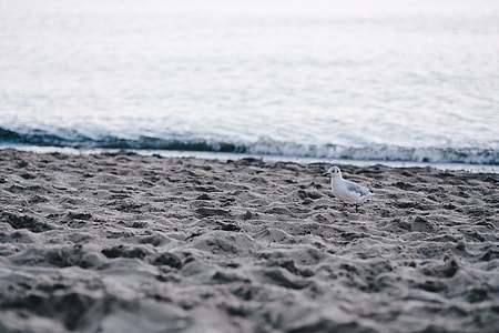 White seagull on the beach