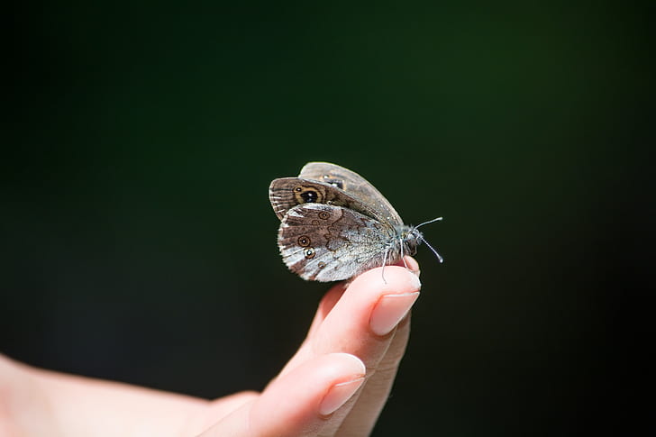 Owl Butterfly on Human Finger