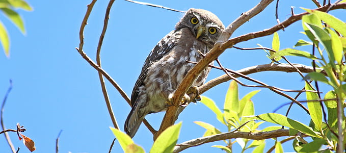 brown and white owl perched on tree