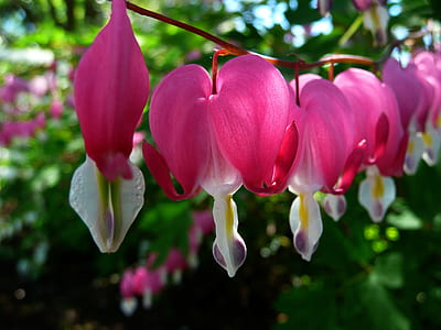 pink bleeding heart flowers in bloom close-up photo