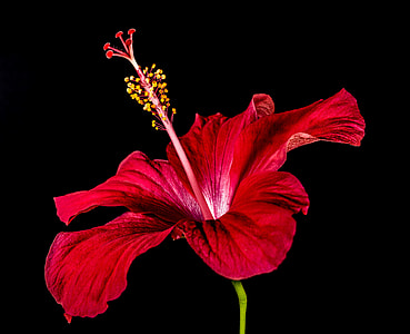 red Hubiscus flower