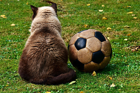 Siamese cat beside soccer ball on green grass
