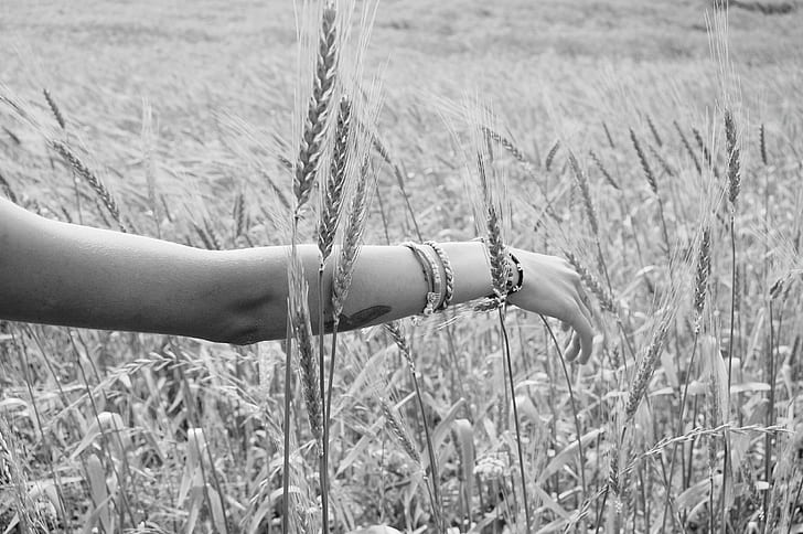 woman arm on wheat field