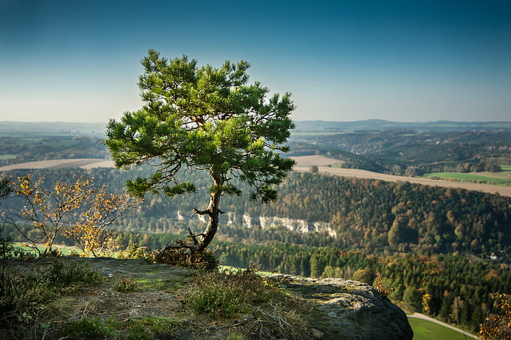 photo of lone tree near cliff