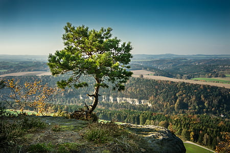 photo of lone tree near cliff
