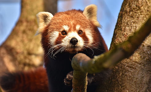 photo of red panda on branch