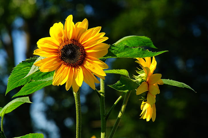 closeup photo of sunflower flower