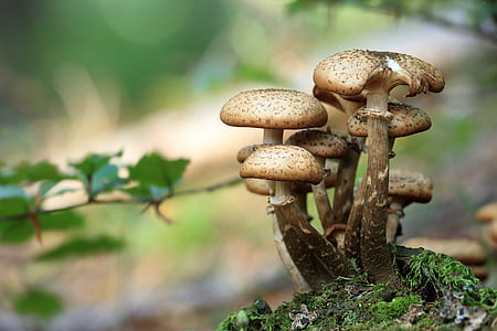 bokeh shot of brown mushrooms