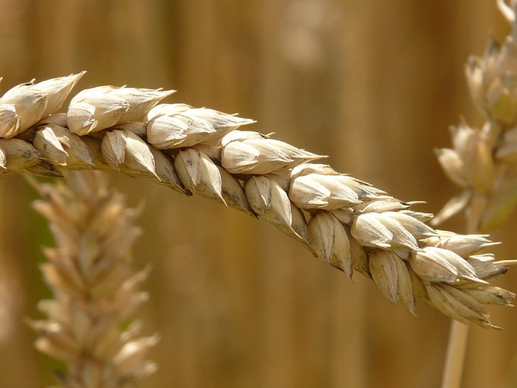 close-up view of brown barley
