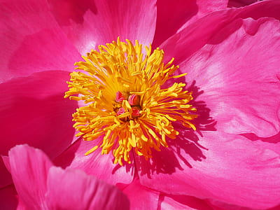 macro photography of yellow petaled flower on pink petal
