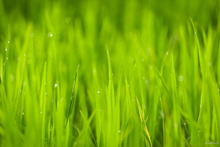 green grass photography during daytime
