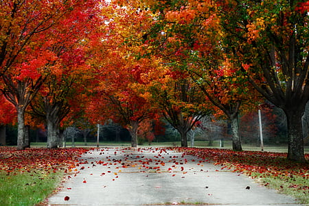 concrete road between red leaf trees