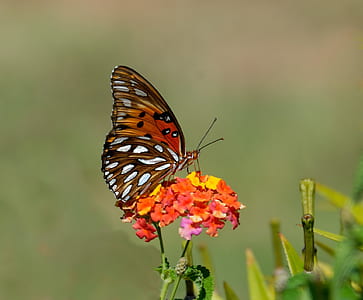 Shallow Focus Photography of Brown and White Butterfly on Orange and Yellow Flowers during Daytime