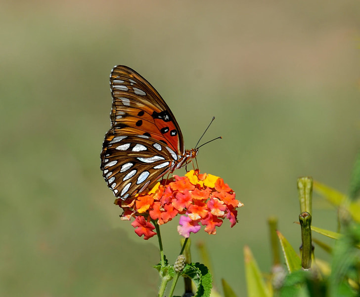 photography of butterfly on top of yellow and orange flower