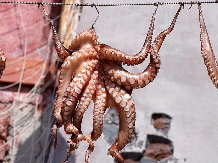 brown octopus hanged on cable