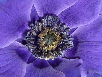 macro photography purple and yellow petaled flower