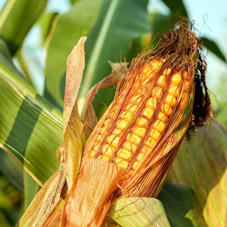 closeup photo of corn