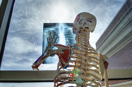 human skeleton holding x-ray paper