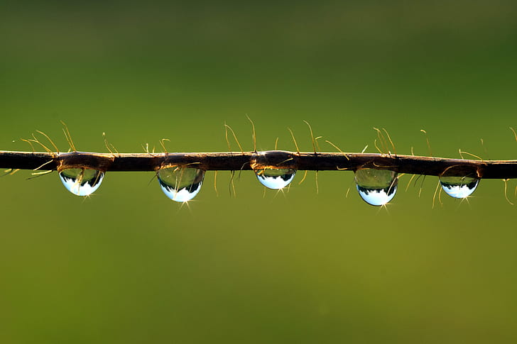 stem water drop photography
