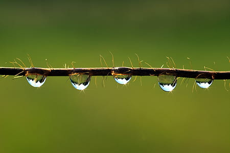 stem water drop photography