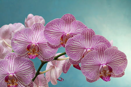 pink moth orchid flower