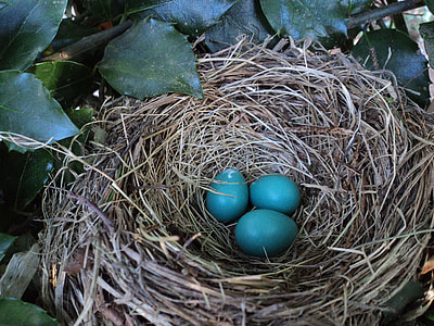 three Eurasian starling eggs on nest
