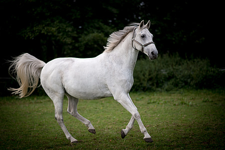 white running horse on field during daytime