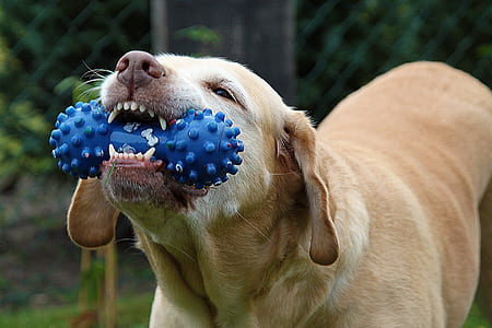 adult brown dog biting blue toy