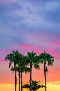low angle photography of palm trees under blue and red sky