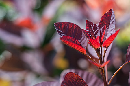 Close-up photograph of a smoke bush in the light