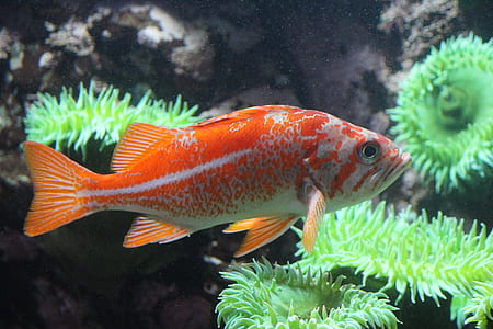 orange and gray oscar fish