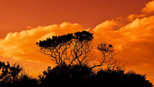 silhouette of trees during golden hour
